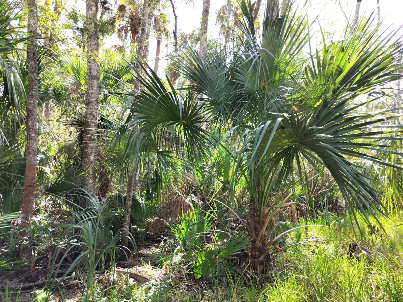 10008 W Pennsylvania Street Homosassa FL 34448 TB8446563 image11