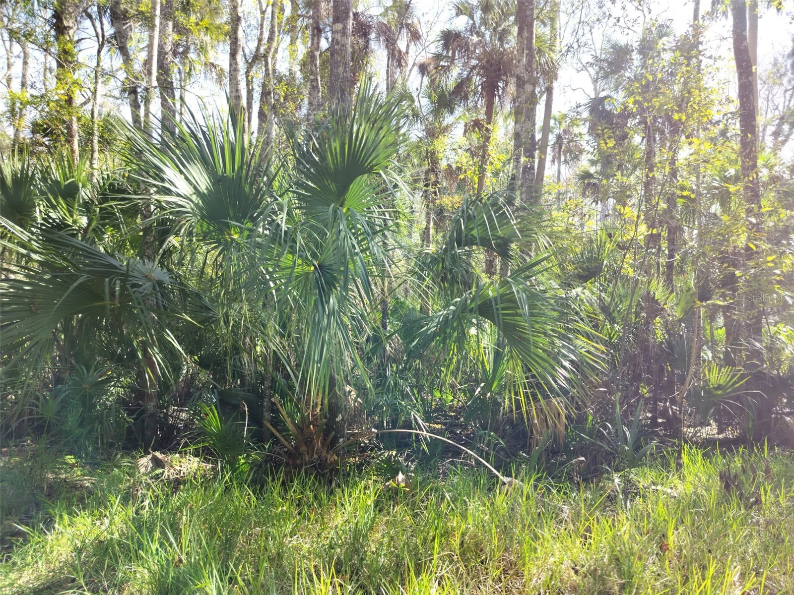 10008 W Pennsylvania Street Homosassa FL 34448 TB8446563 image12