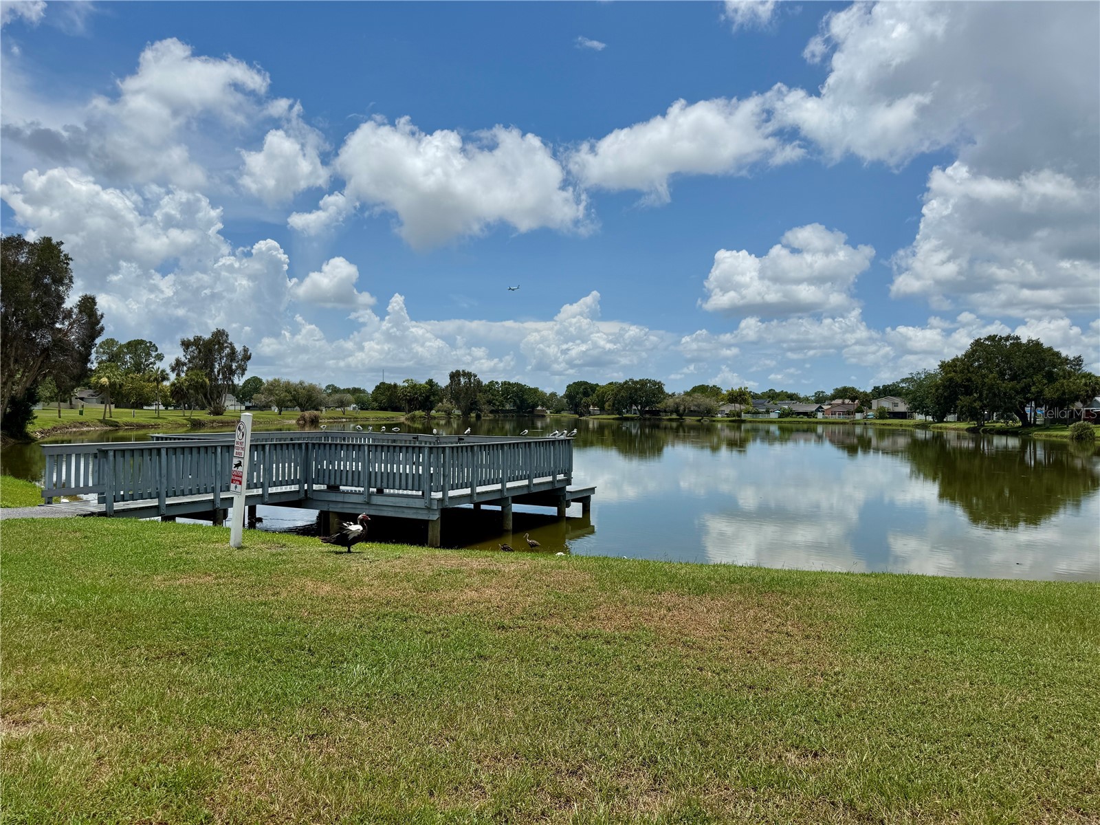 10009 Regal Woods Lane Tampa FL 33624 TB8524472 image49
