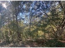 10014 N Athenia Drive Citrus Springs FL 34434 W7880233 image1