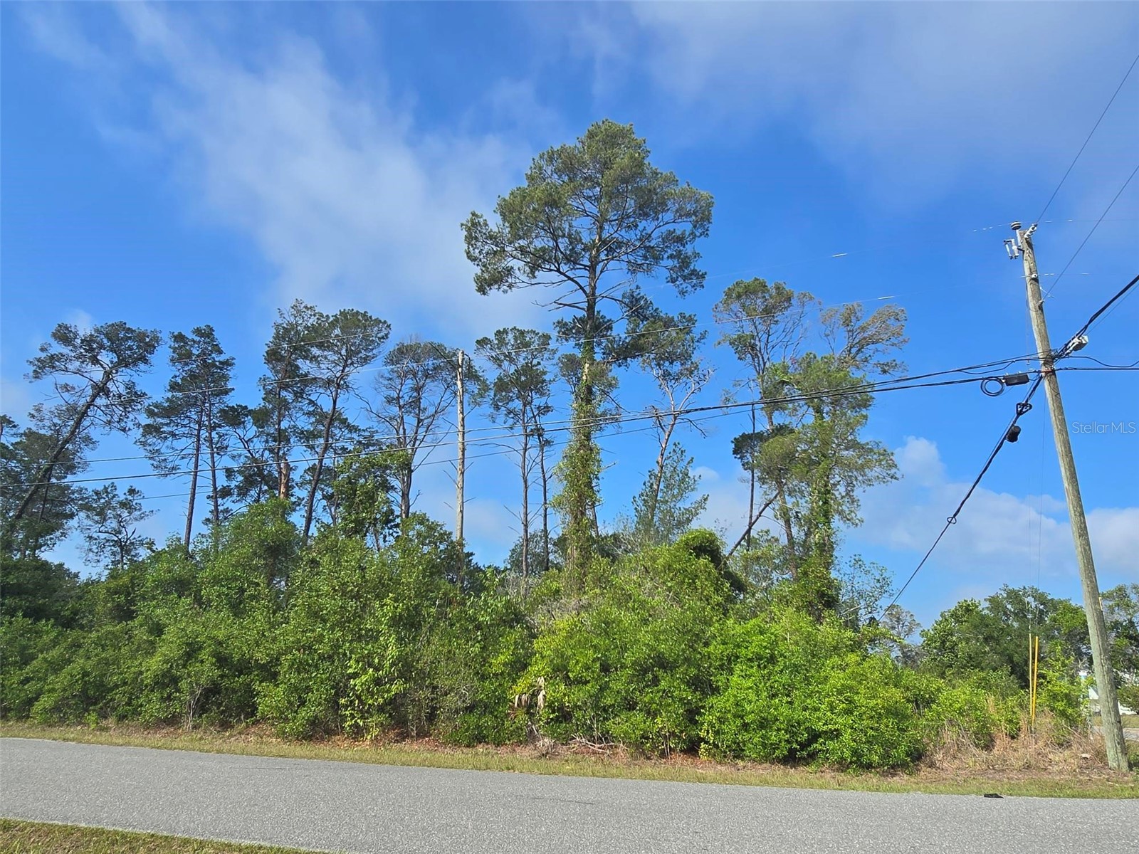 10044 Noddy Tern Road Weeki Wachee FL 34613 W7885723 image4