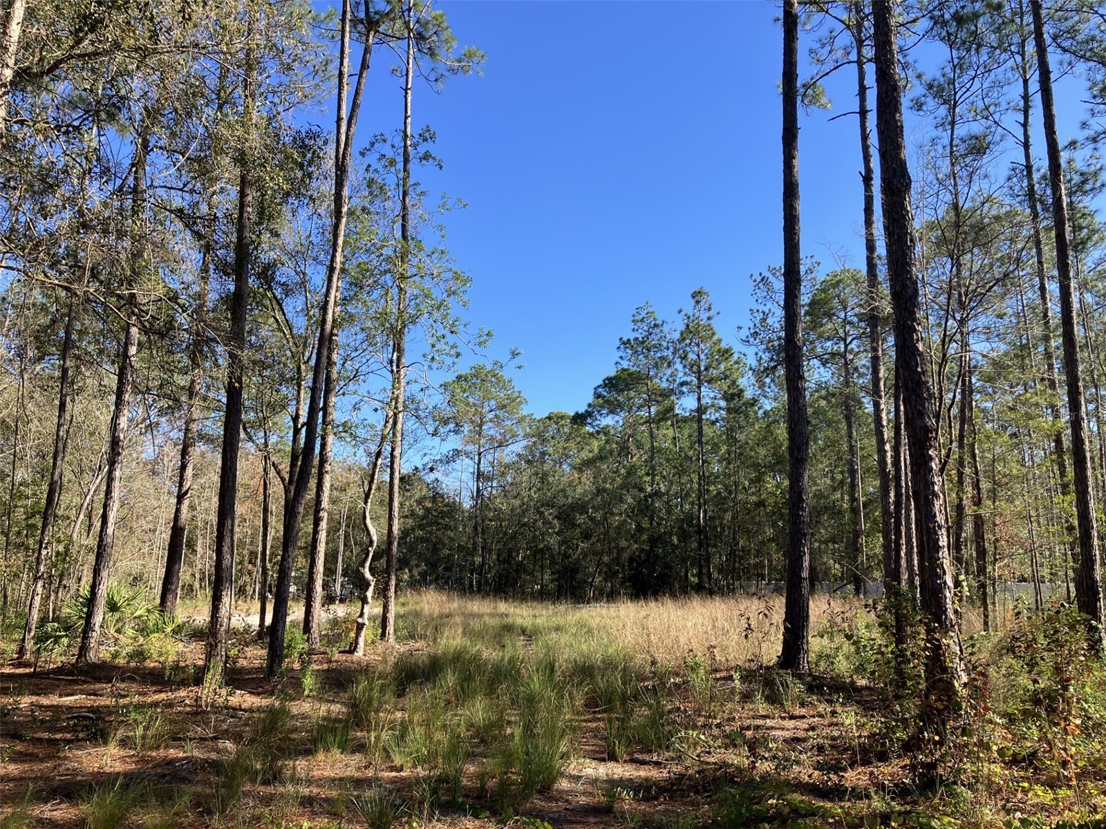 10050 Ebert Avenue Hastings FL 32145 FC314651 image1