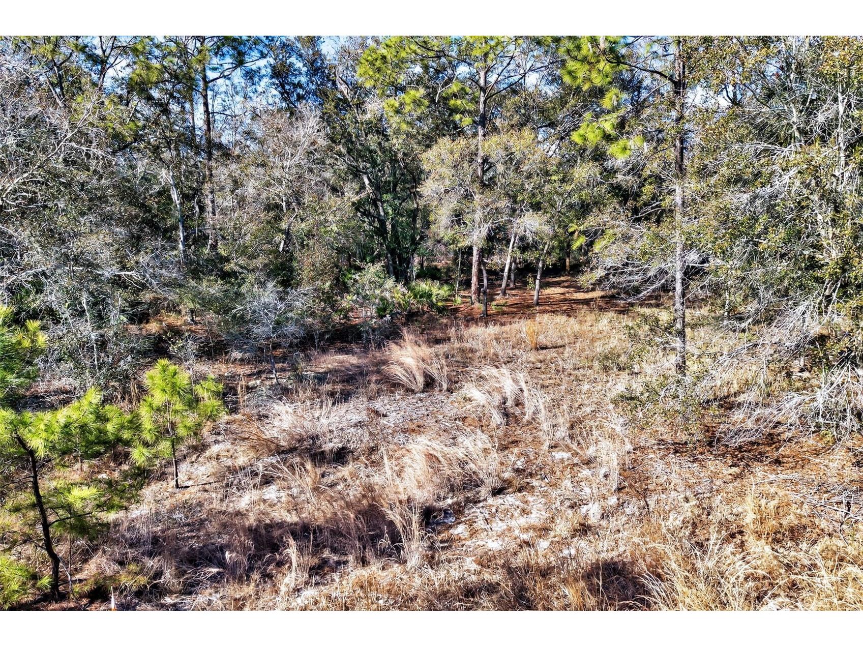 10051 N Marigold Terrace Crystal River FL 34428 OM718270 image10