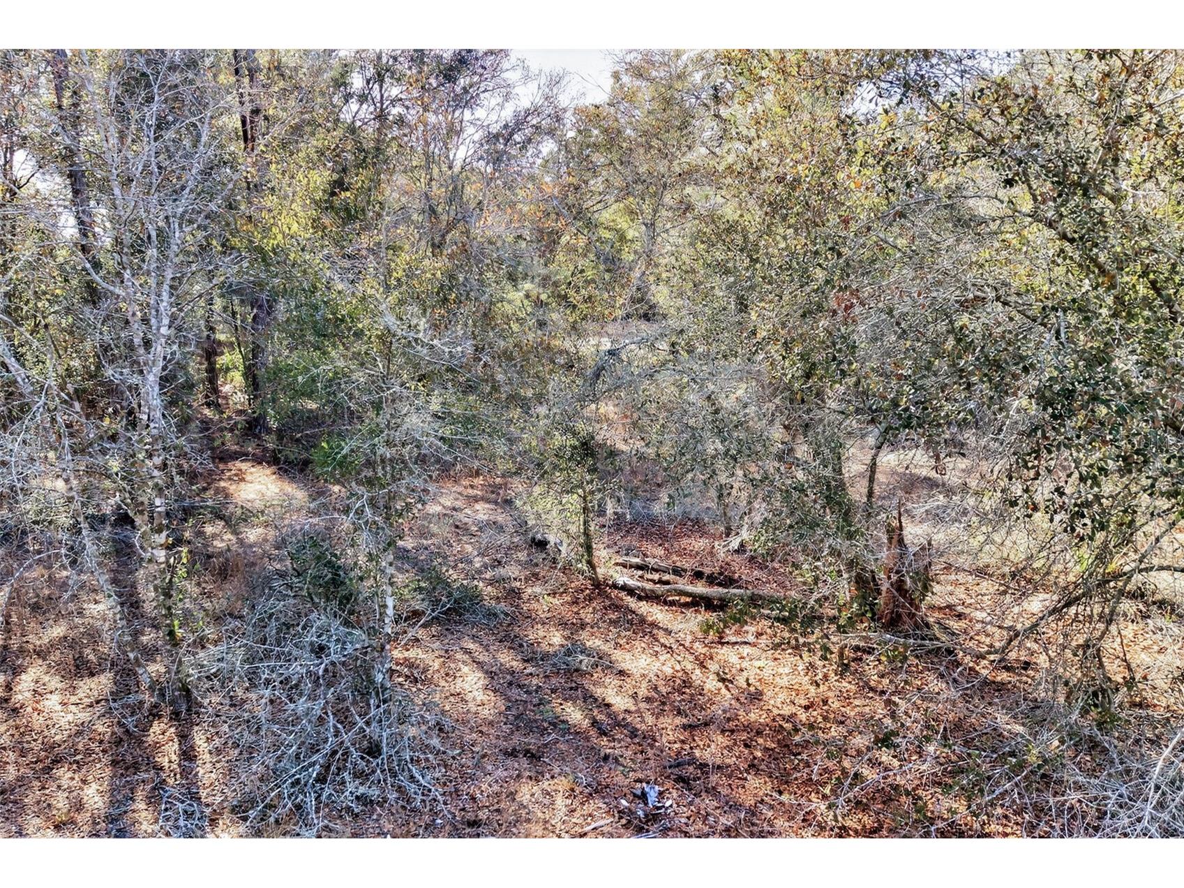 10051 N Marigold Terrace Crystal River FL 34428 OM718270 image12