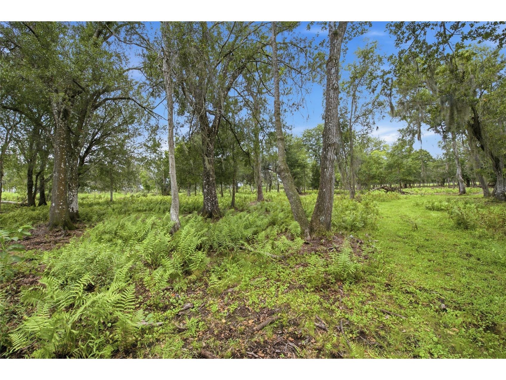 10066 Mizell Road Myakka City FL 34251 A4700821 image53
