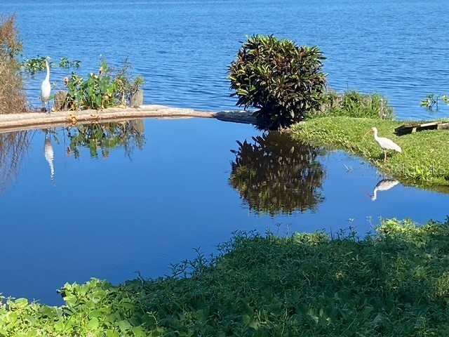 1007 S Bayshore Boulevard #107 Safety Harbor FL 34695 TB8410580 image25