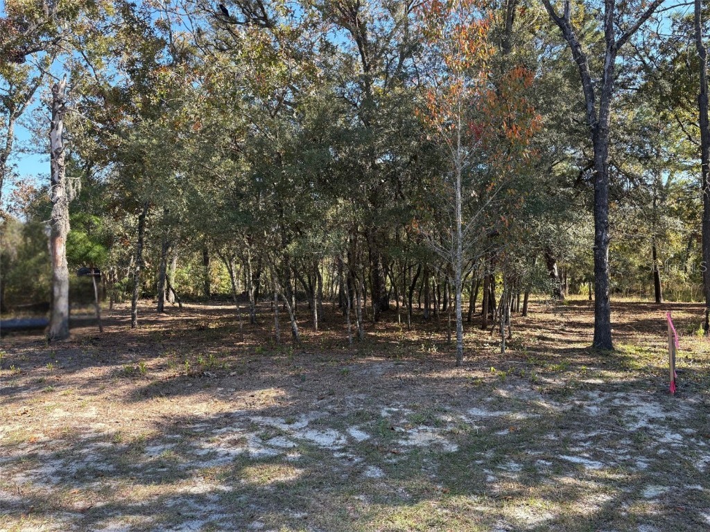 10079 N Ruth Terrace Citrus Springs FL 34434 OM713875 image3