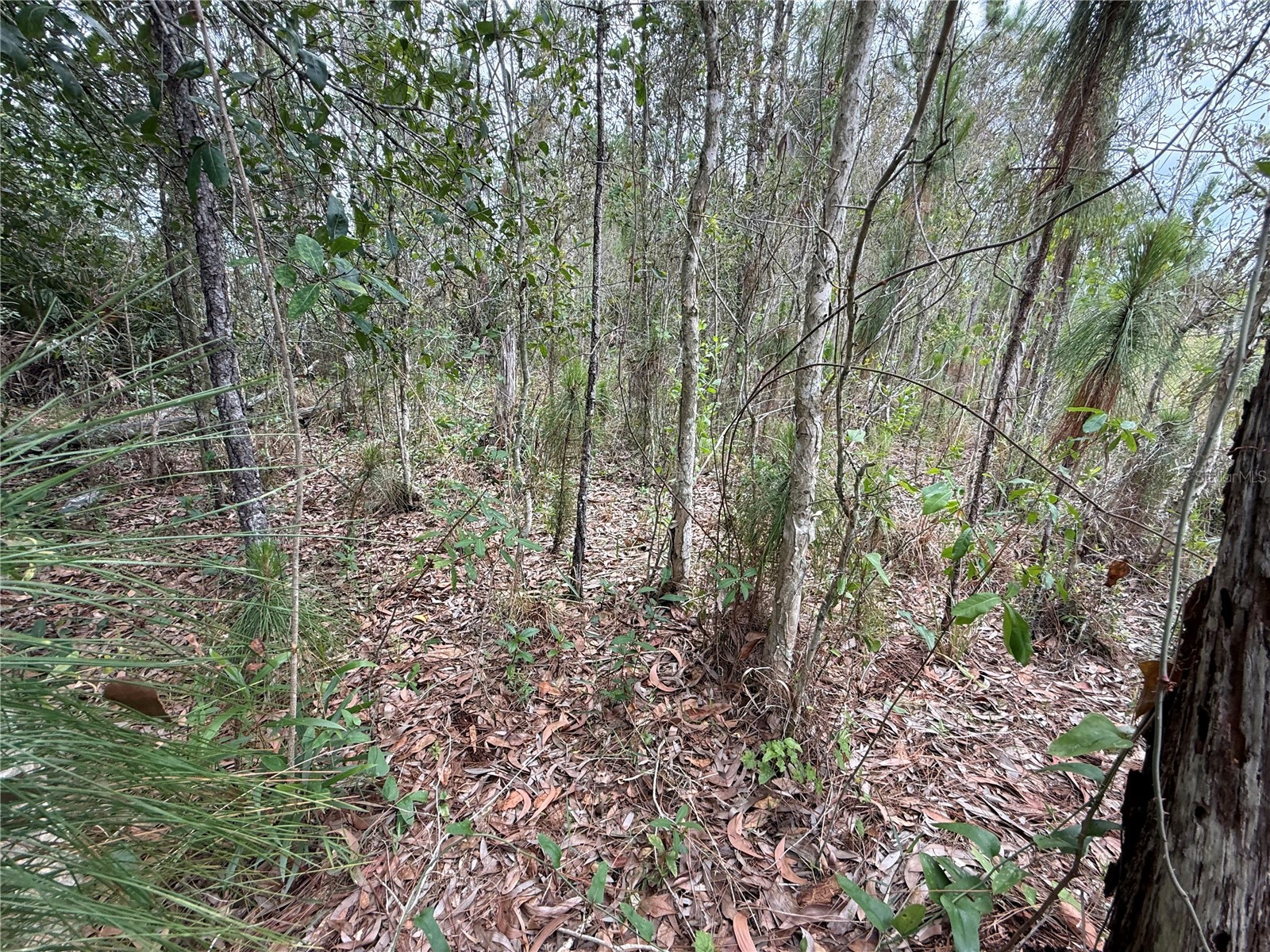 1009 Jackson Avenue Lehigh Acres FL 33972 OM725425 image4