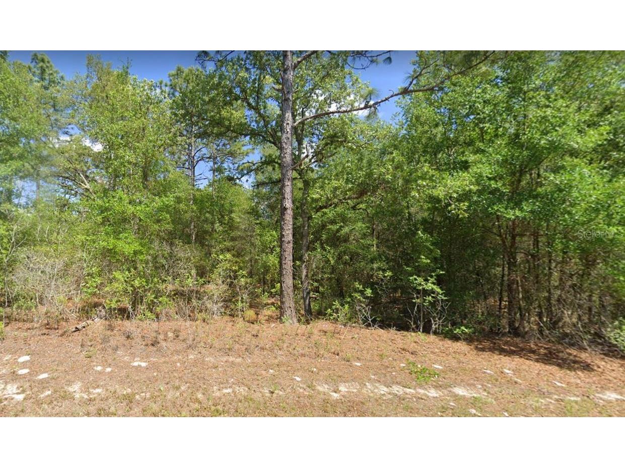 10091 N Jacobson Citrus Springs FL 34434 T3453735 image1