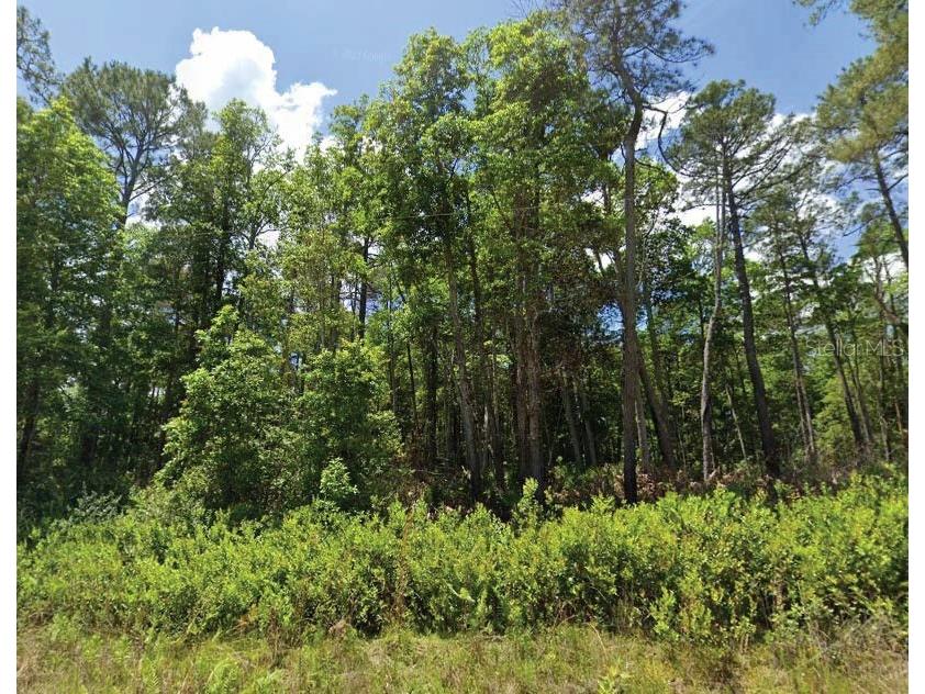 101 & 103 Longhorn Lane Florahome FL 32140 O6346759 image1