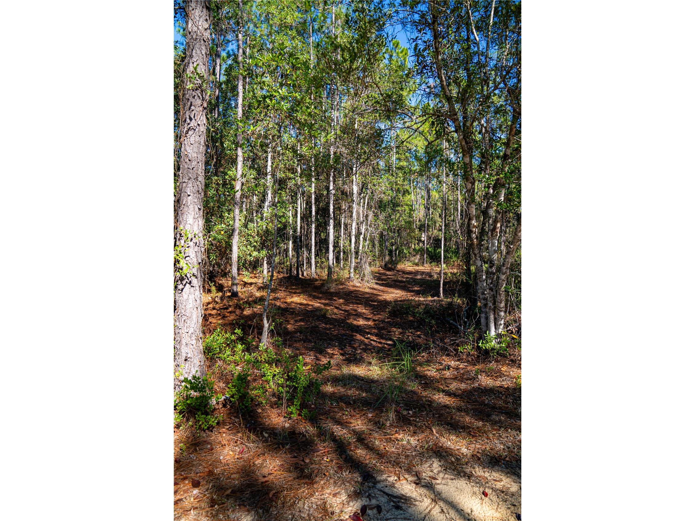 101 Thyme Drive Interlachen FL 32148 TB8459985 image12