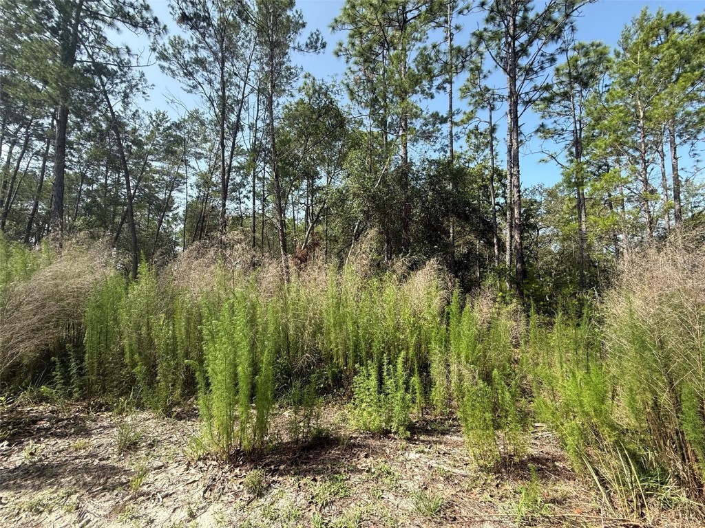 101 Washington Avenue Satsuma FL 32189 OK225244 image3