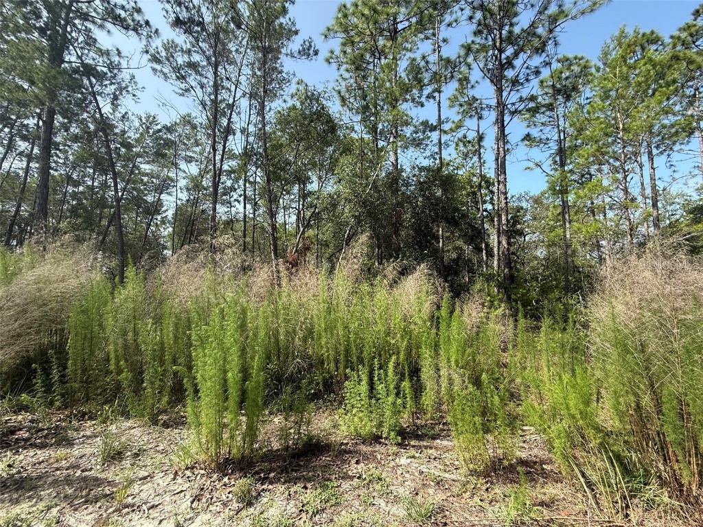 101 Washington Avenue Satsuma FL 32189 OK225244 image4