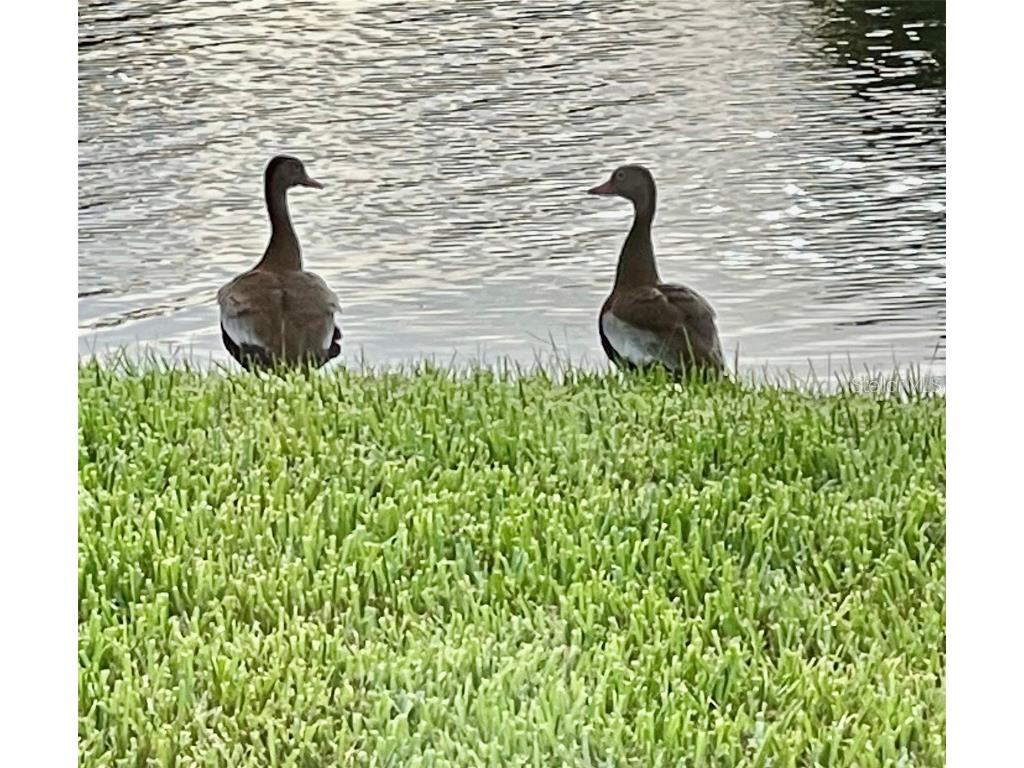 10114 Highland Park Place Palmetto FL 34221 A4675571 image34