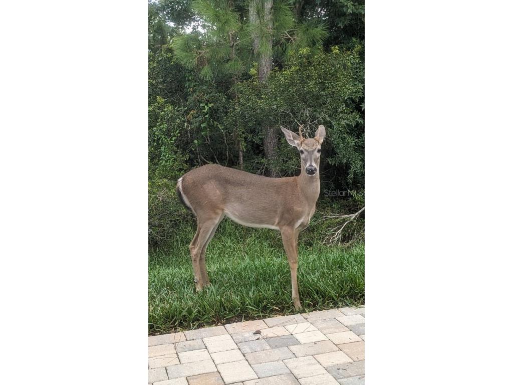 10118 Cleghorn Drive San Antonio FL 33576 TB8369438 image46