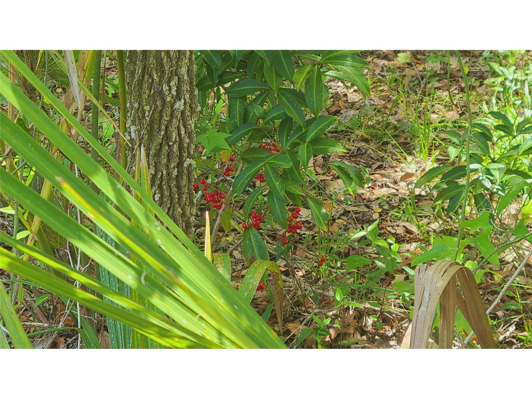 1013 Cupid Avenue Christmas FL 32709 S5146769 image40