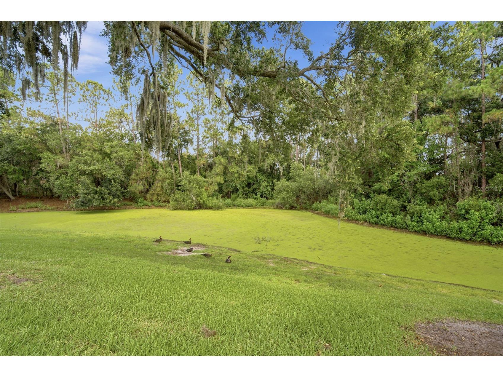 1014 Hardwood Drive Valrico FL 33596 TB8526886 image37