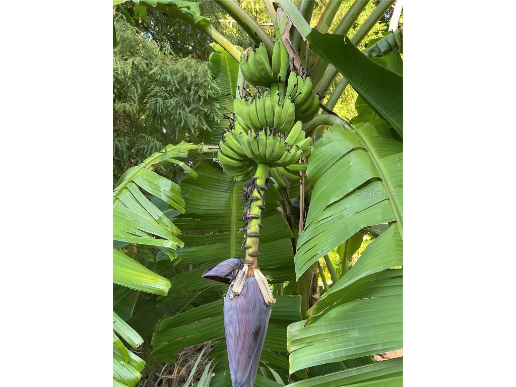 1014 Sylvia Lane Tampa FL 33613 TB8389479 image54