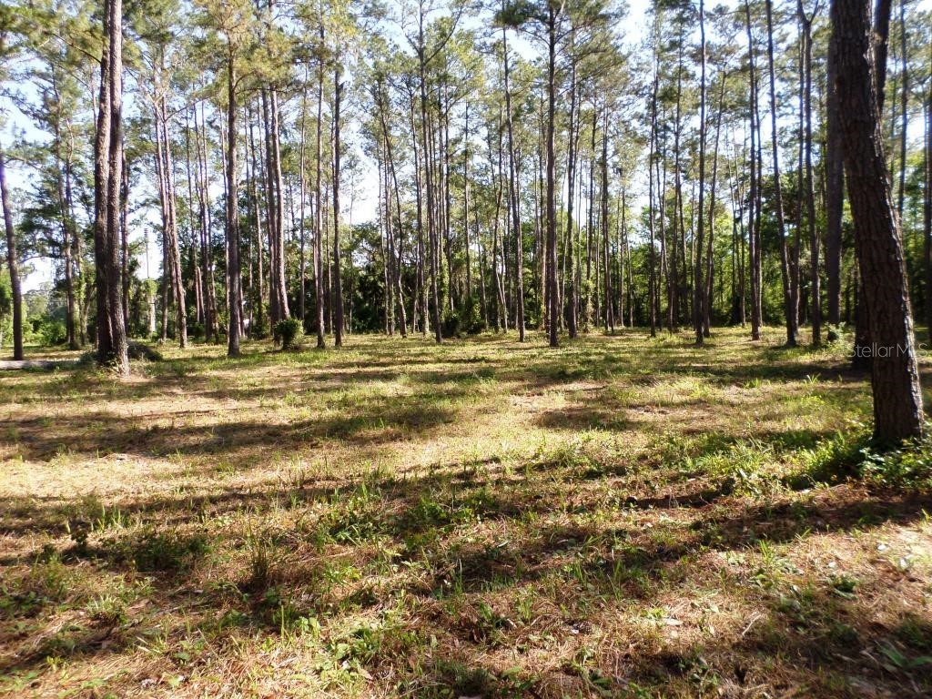 10150 Highway 40 E Inglis FL 34449 - LAKE ROUSSEAU OM699849 image10