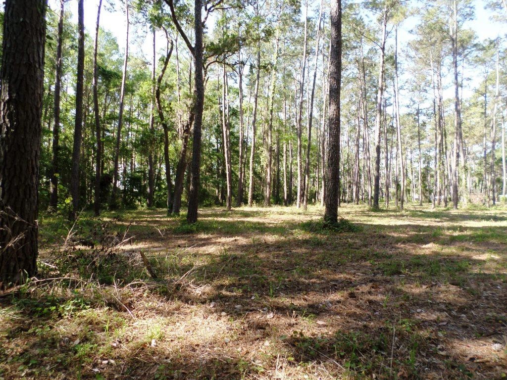 10150 Highway 40 E Inglis FL 34449 - LAKE ROUSSEAU OM699849 image14