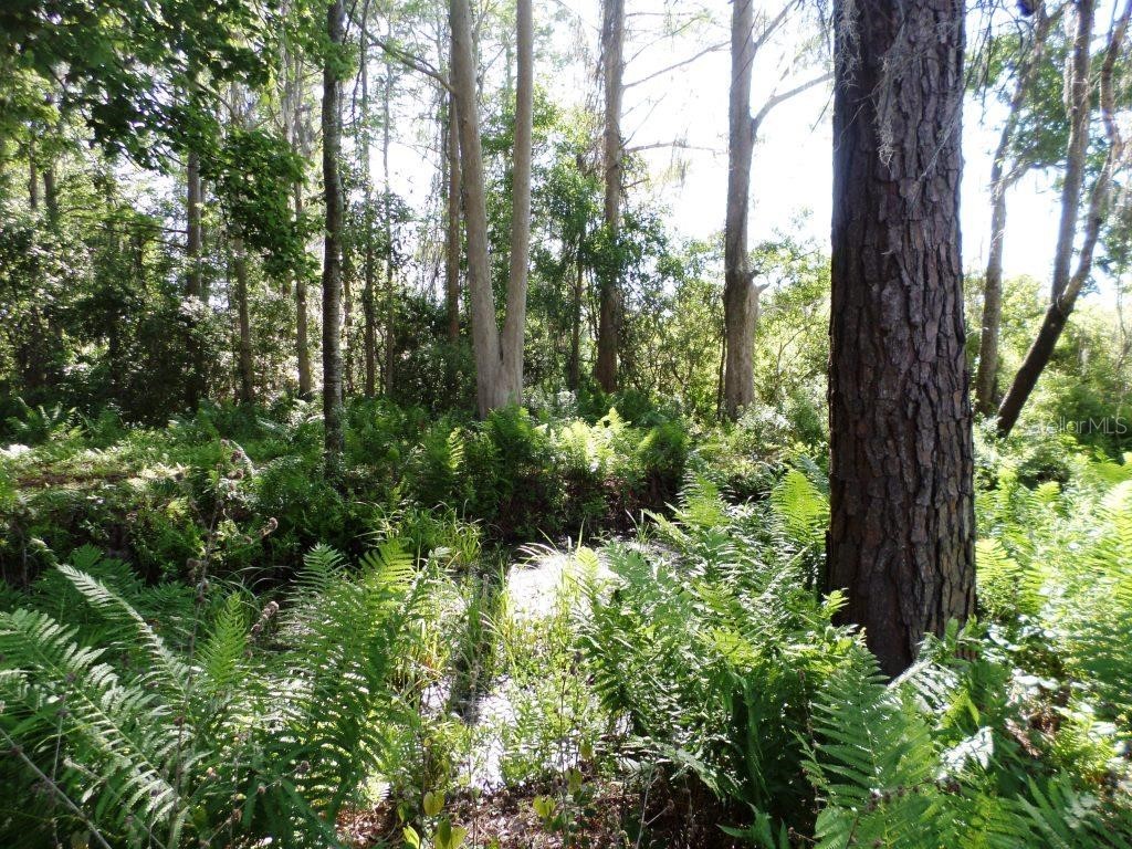 10150 Highway 40 E Inglis FL 34449 - LAKE ROUSSEAU OM699849 image8