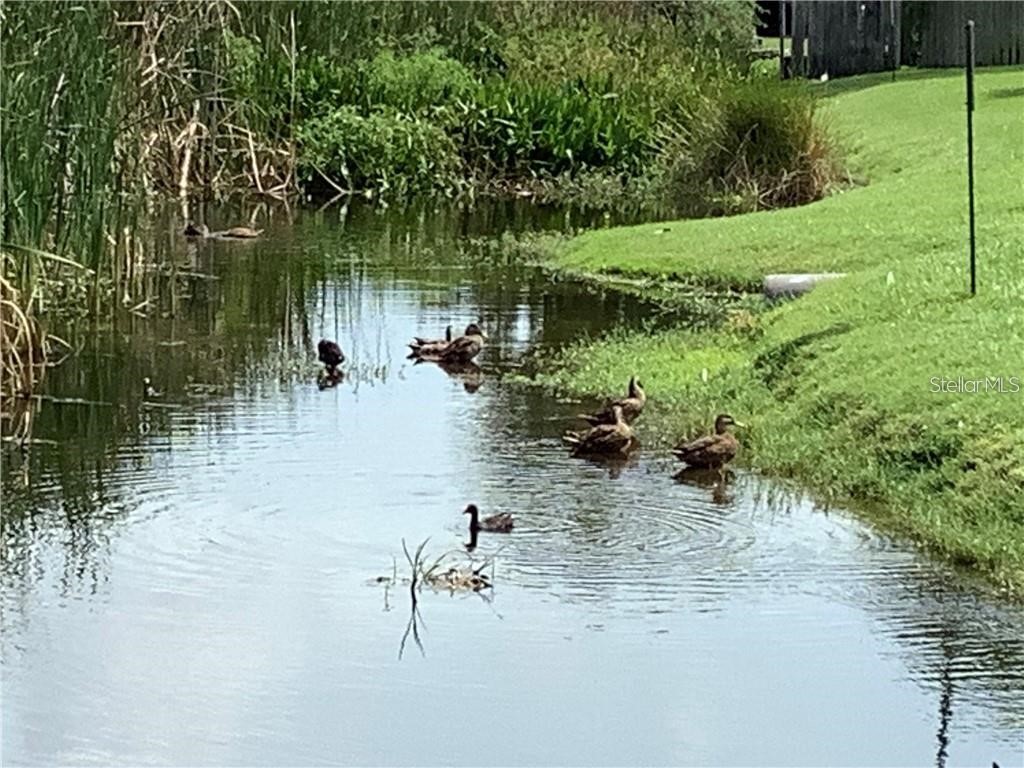 10155 Sailwinds Boulevard S #101 Largo FL 33773 - LAKE SEMINOLE TB8443933 image42