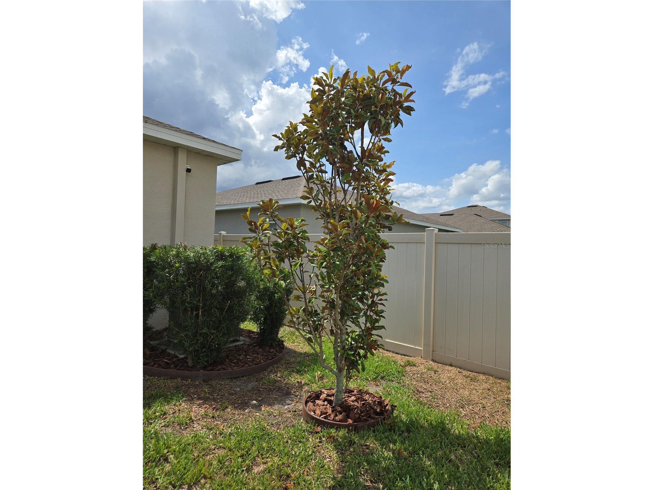 10156 Agave Court Land O Lakes FL 34638 TB8512532 image41