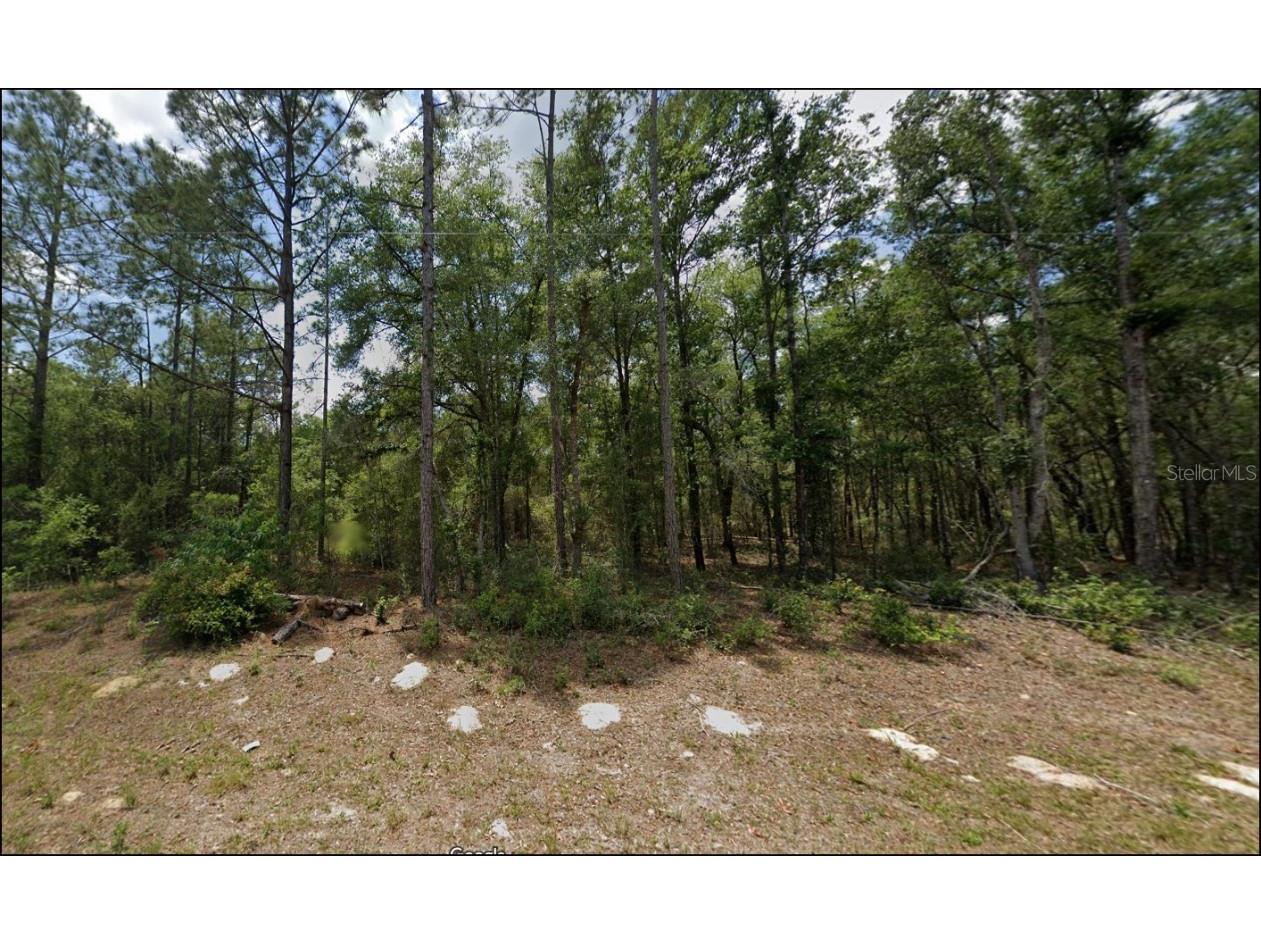 10156 N Sherman Drive Citrus Springs FL 34434 OM675716 image1