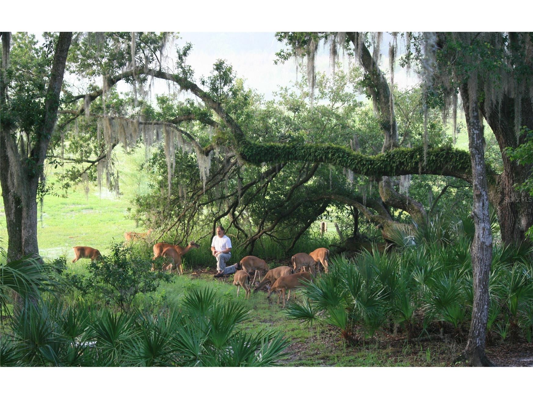 1016 Lakeside Dr. Drive Apopka FL 32712 - LAKE PREVATT O6418091 image10