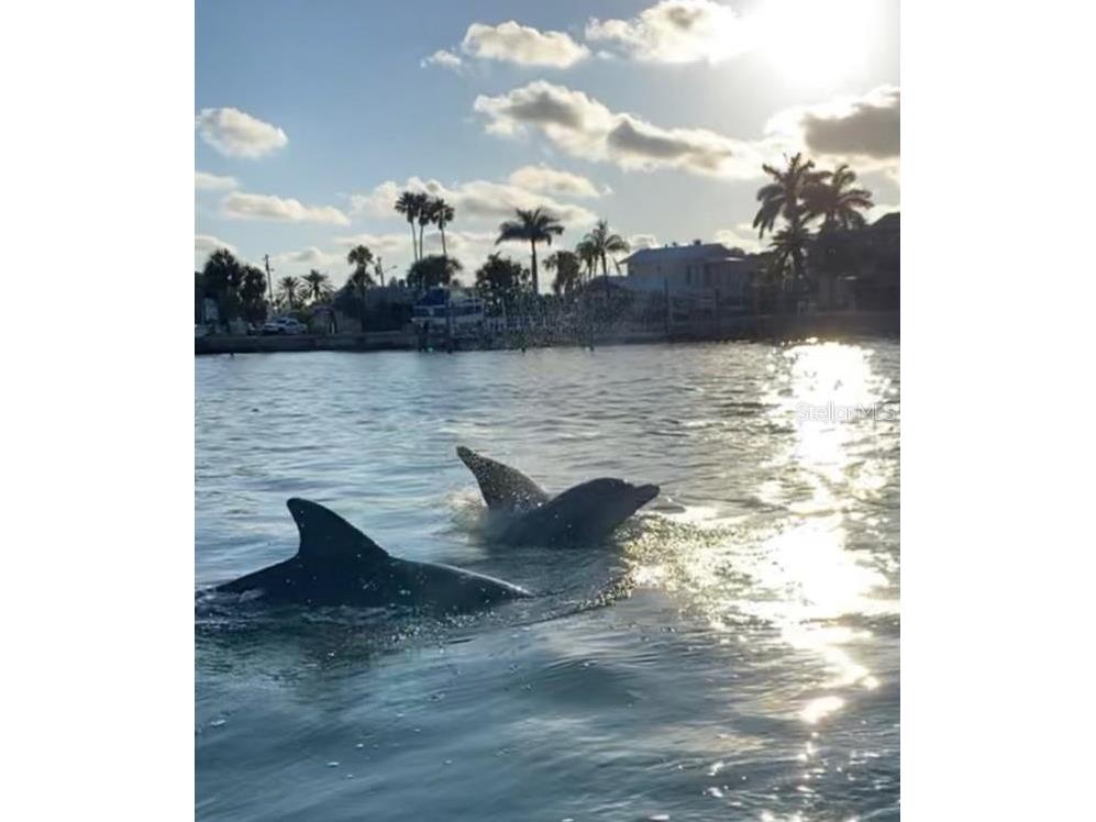 1016 Windsor Hill Way Tarpon Springs FL 34689 W7884504 image25