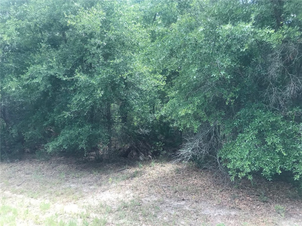 10161 N Dyal Drive Citrus Springs FL 34434 S5124111 image1