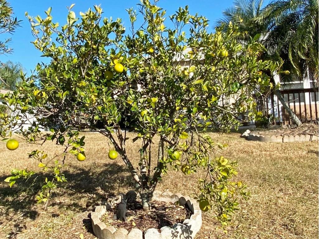 1019 Penguin Place Lakeland FL 33809 L4954422 image15