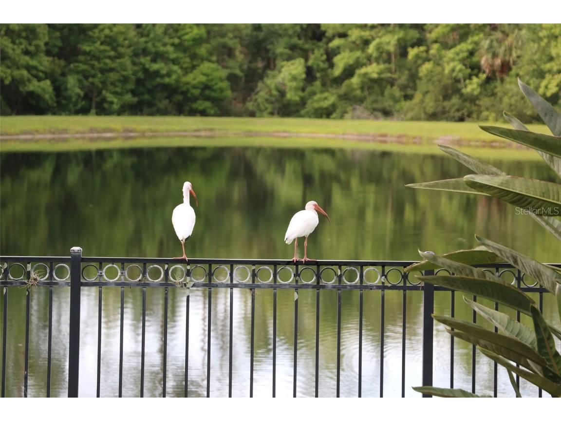 102 Acadia Terrace Celebration FL 34747 O6330727 image32