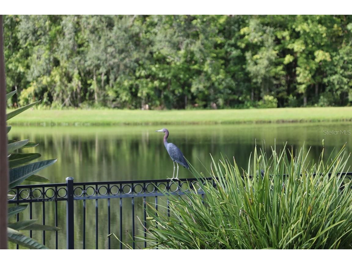 102 Acadia Terrace Celebration FL 34747 O6351888 image34