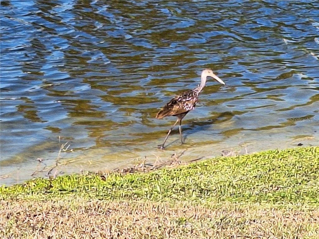 10218 Barnett Loop Port Richey FL 34668 W7881141 image85