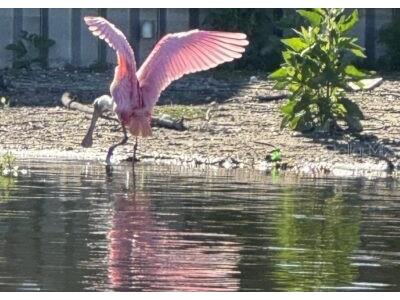 10226 Seminole Island Drive Largo FL 33773 - LAKE SEMINOLE TB8421691 image25