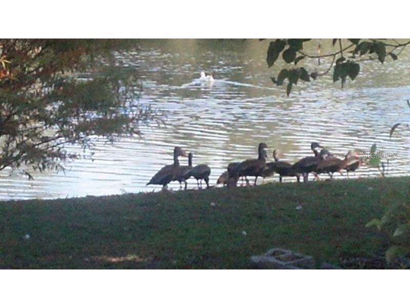 1024 - 1038 W Dixie Avenue Leesburg FL 34748 G5101301 image1