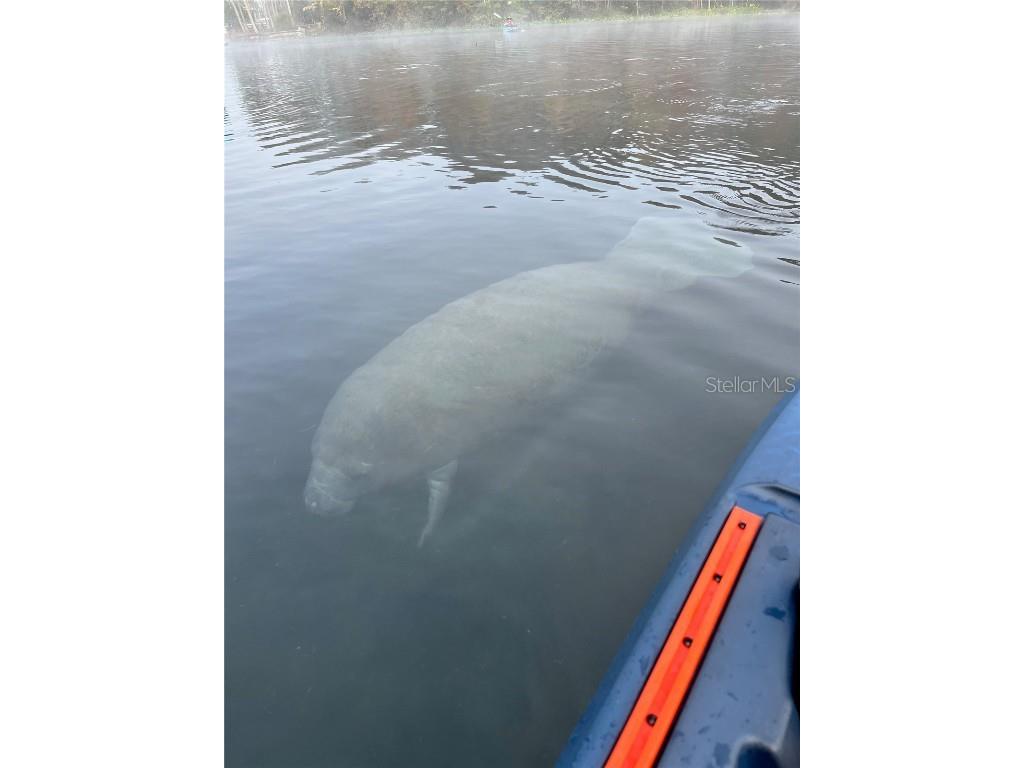 10249 NE 28th Loop #P Silver Springs FL 34488 - OCKLAWAHA O6363284 image61