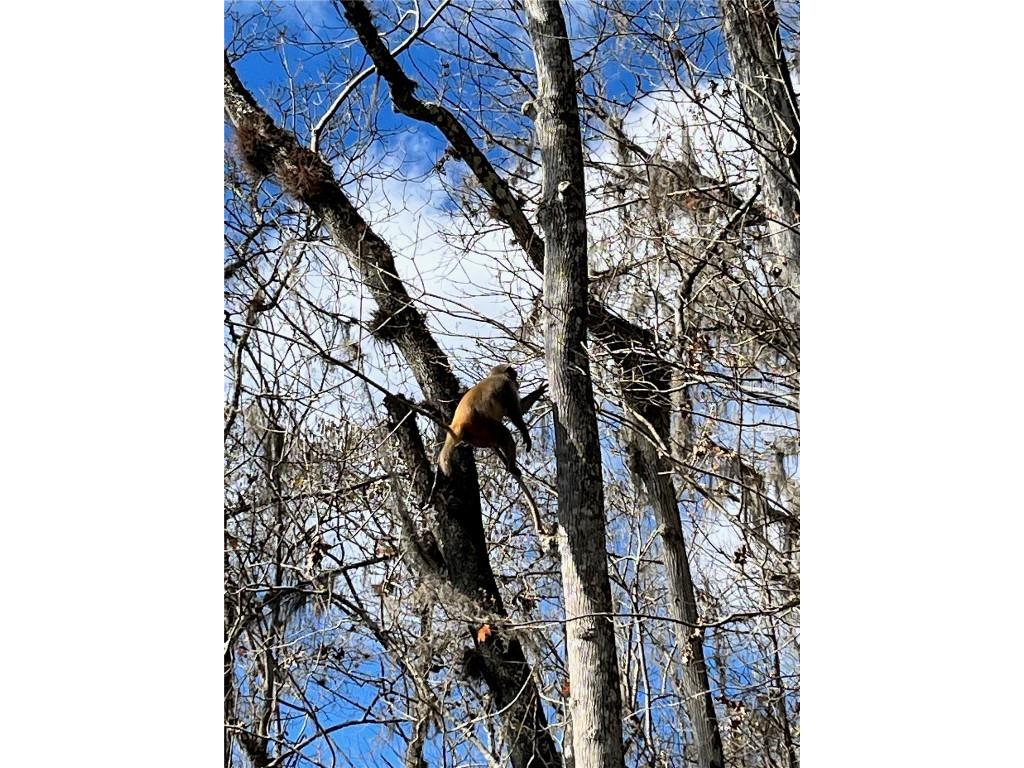 10249 NE 28th Loop #P Silver Springs FL 34488 - OCKLAWAHA O6363284 image72