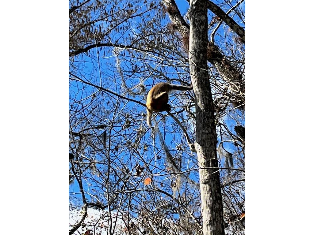 10249 NE 28th Loop #P Silver Springs FL 34488 - OCKLAWAHA O6363284 image73