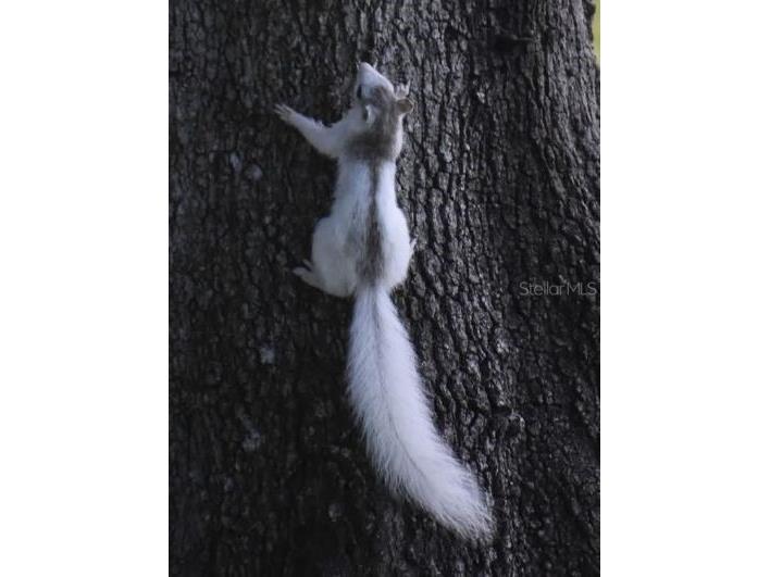 1025 Roberts Lane Moore Haven FL 33471 - LAKE OKEECHOBEE OK225716 image22