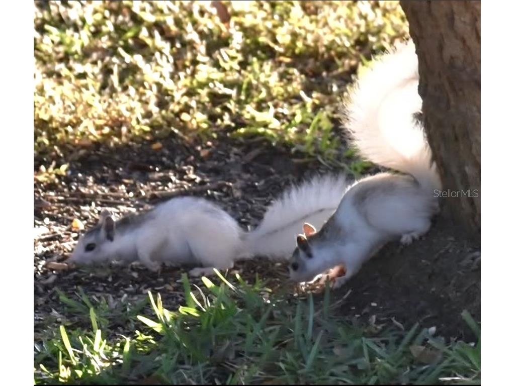 1025 Roberts Lane Moore Haven FL 33471 - LAKE OKEECHOBEE OK225716 image23