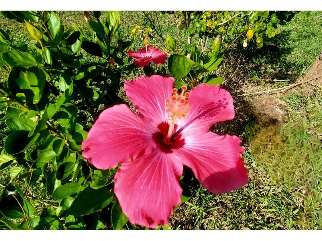 1025 Roberts Lane Moore Haven FL 33471 - LAKE OKEECHOBEE OK225716 image29