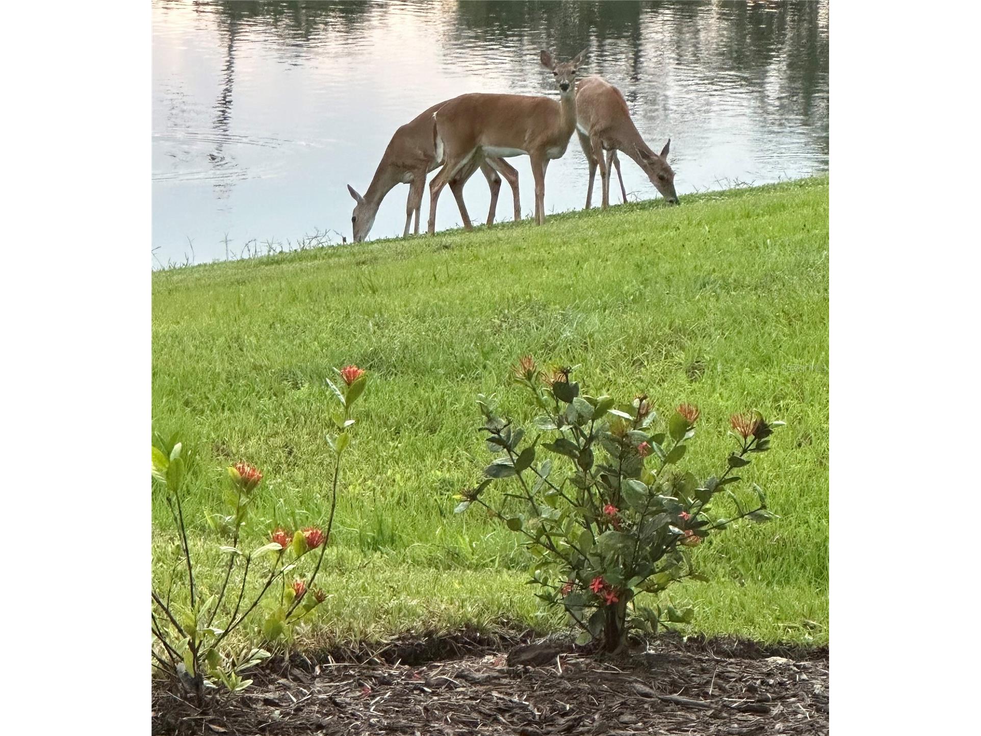 10253 Canaveral Circle Sarasota FL 34241 A4682019 image42