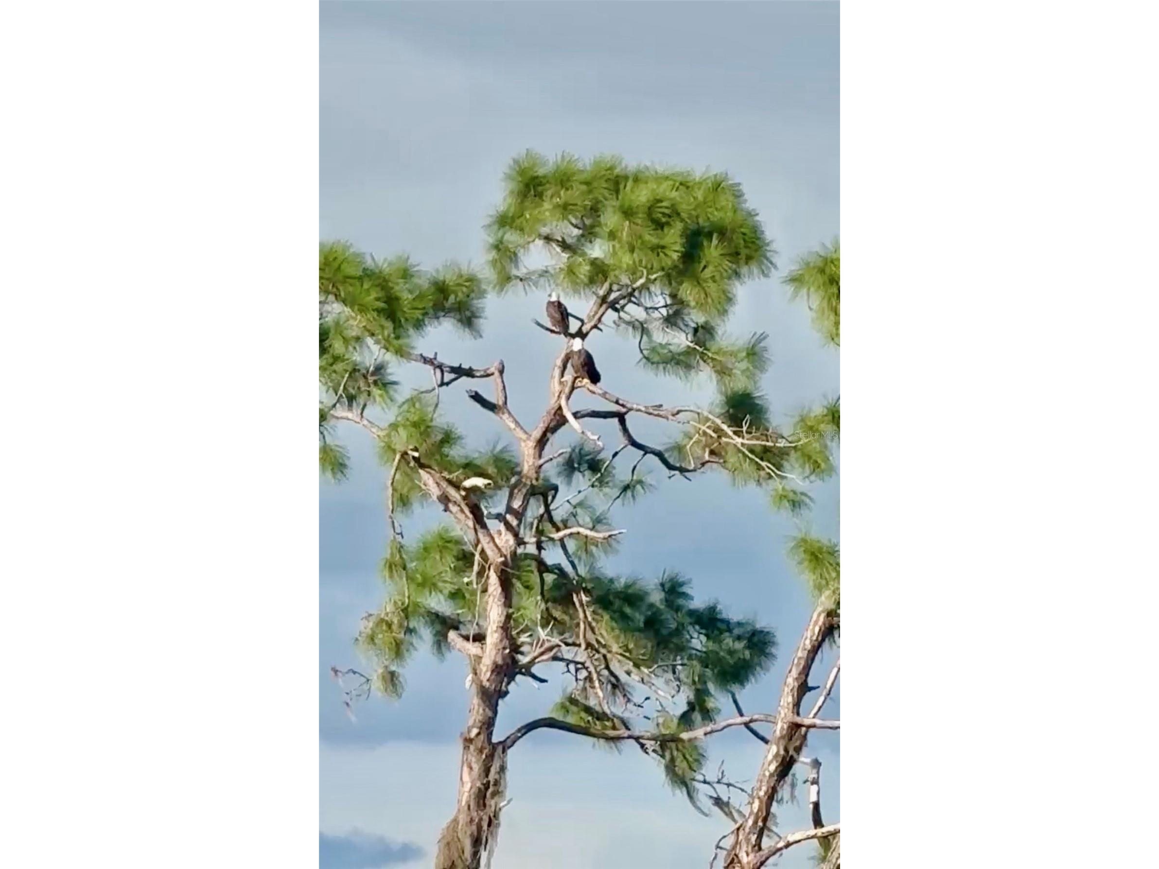 10253 Canaveral Circle Sarasota FL 34241 A4682019 image43