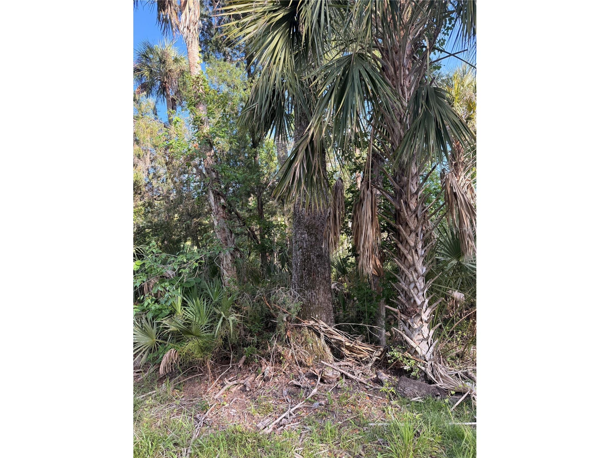 10274 W Ozello Trail Crystal River FL 34429 OM723579 image4