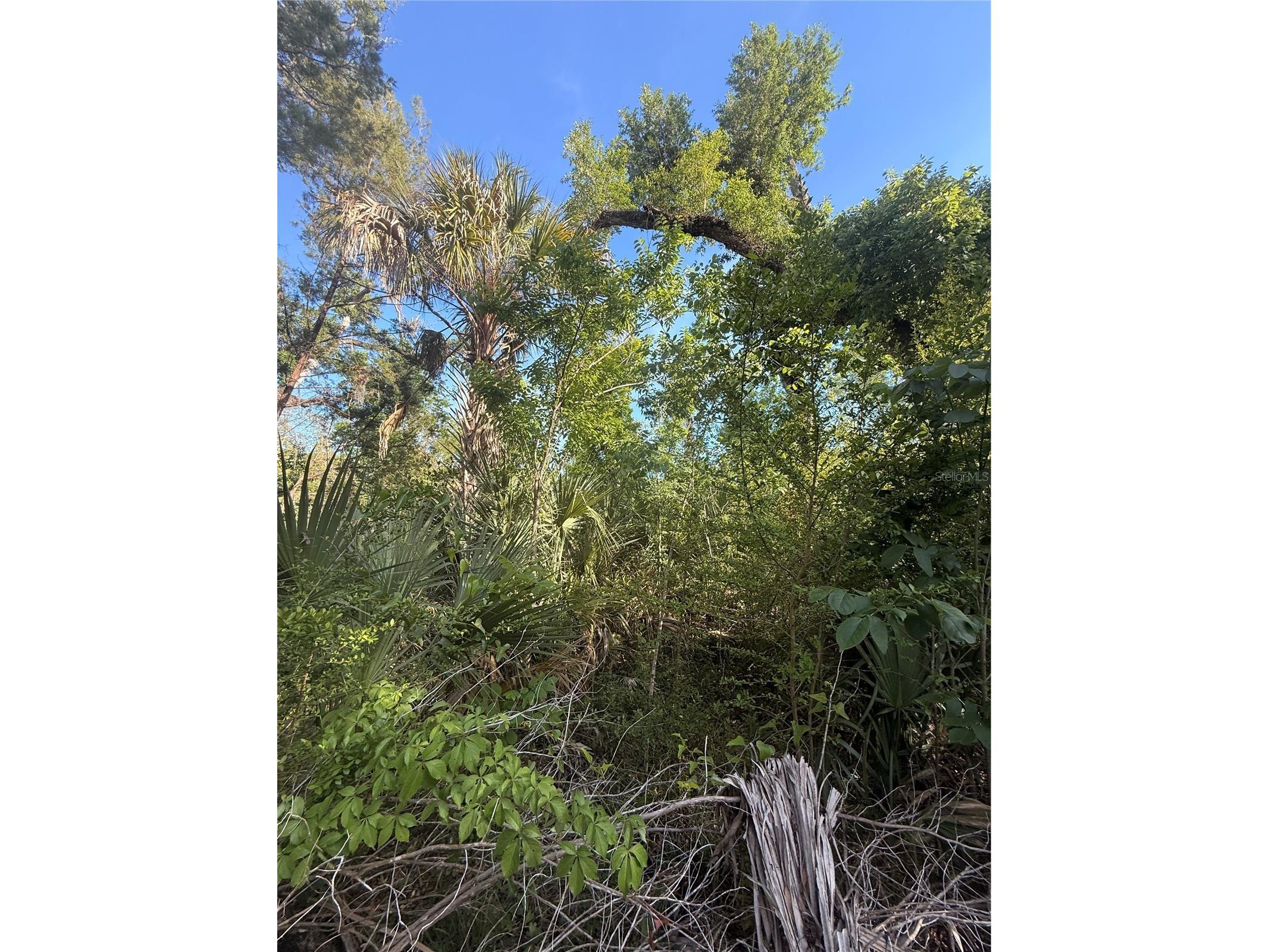 10274 W Ozello Trail Crystal River FL 34429 OM723579 image5