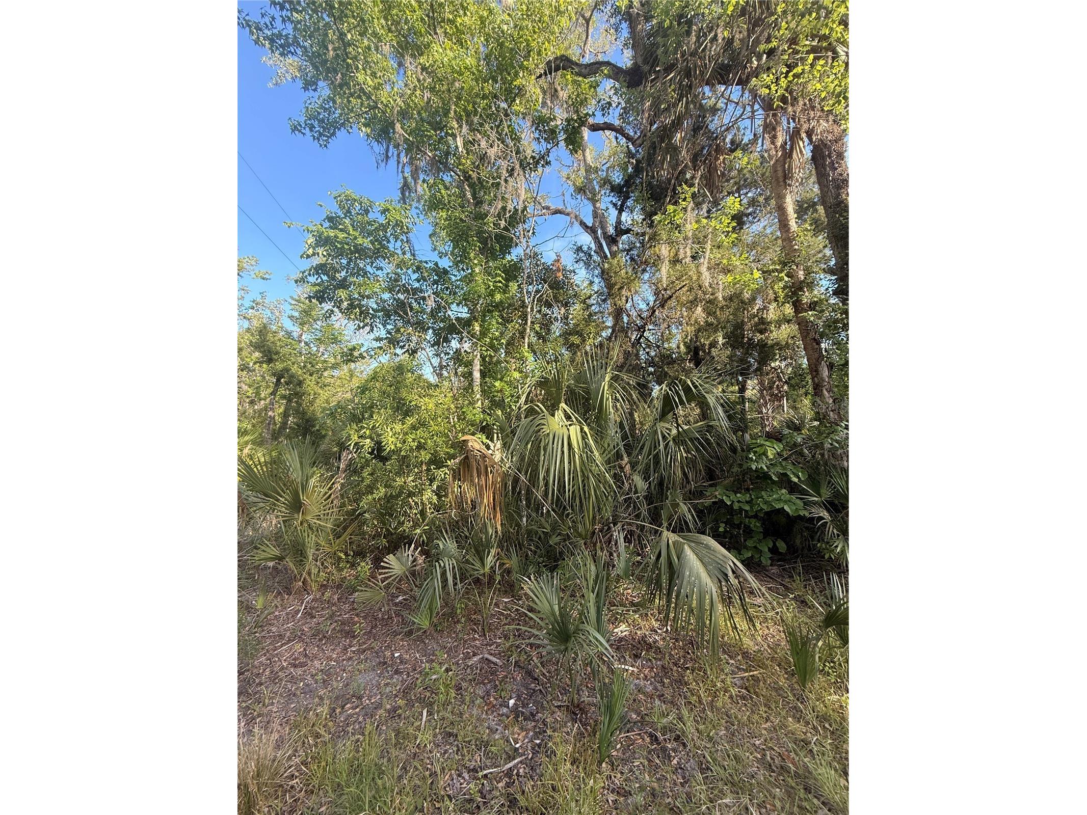 10274 W Ozello Trail Crystal River FL 34429 OM723579 image8