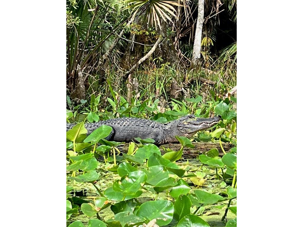 10285 NE 28th Loop Silver Springs FL 34488 - OCKLAWAHA RIVER O6277698 image67