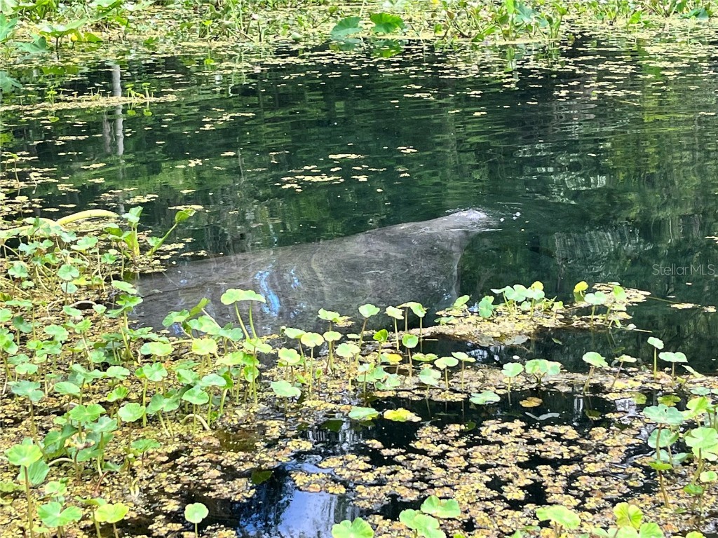 10285 NE 28th Loop Silver Springs FL 34488 - OCKLAWAHA RIVER O6277698 image72